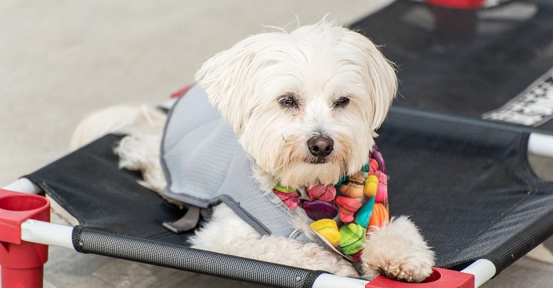 Why it is Important to Make Your Dog Wear a Cooling Vest
