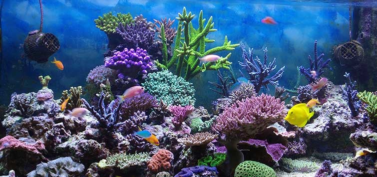 Purchase Some of the Best Species of Corals Online Now