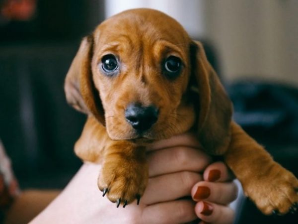 What to Expect when bringing a pet?