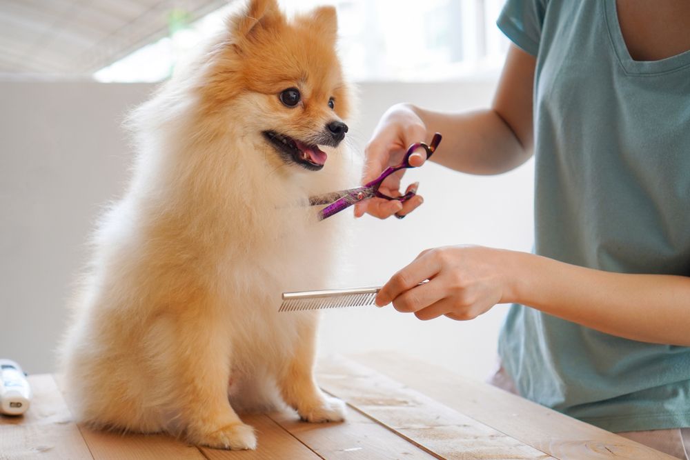 How grooming helps in well being of the pet ?