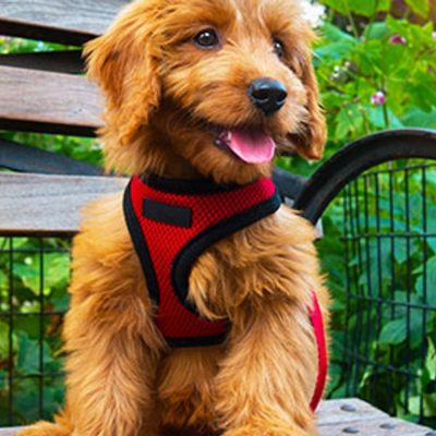 Revolutionize Your Dog’s Comfort and Style with a Customizable Dog Harness