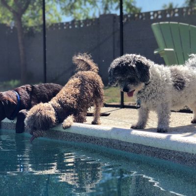 Pool Safety Tips For Pets