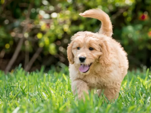 Golden Retriever and Goldendoodle Puppies: Finding the Perfect Companion