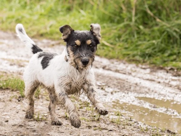 How to Choose Paw Cleaners for Muddy Adventures and Outdoor Play