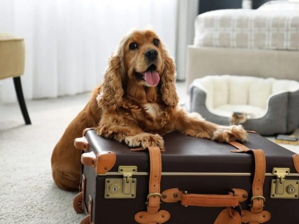 Luxury Dog Boarding: What to Expect from a 5-Star Pet Resort Experience