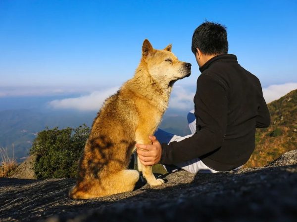 How to Calculate the Right Meloxicam Dosage for Your Dog