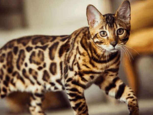 How to Find the Right Bengal Cat Breeder