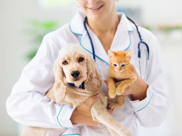 Why Annual Wellness Exams Are Essential for Your Pet’s Health