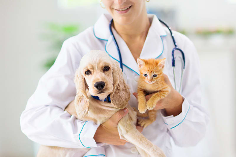 Why Annual Wellness Exams Are Essential for Your Pet’s Health