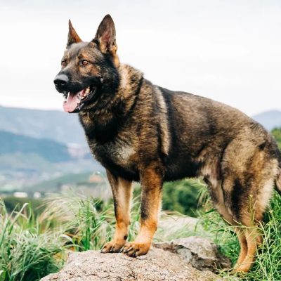 Czech German Shepherd: The Best Personal Protection Dogs