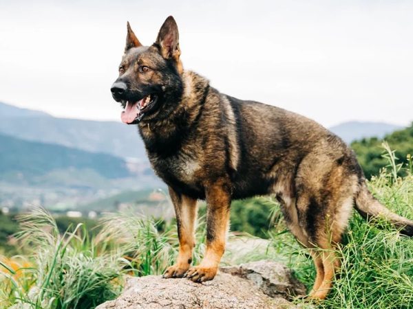 Czech German Shepherd: The Best Personal Protection Dogs