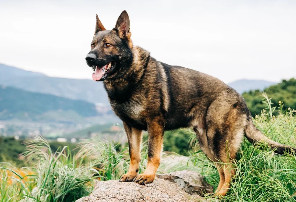 Czech German Shepherd: The Best Personal Protection Dogs