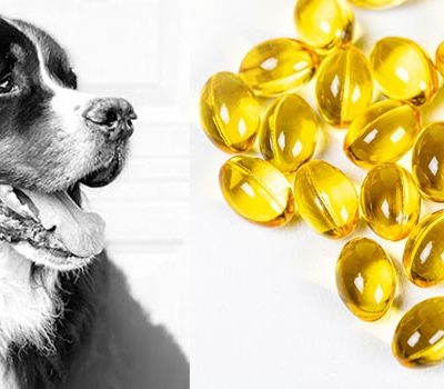 Omega-3 Fatty Acids for Canine Joint Health: The Power of Fish Oil