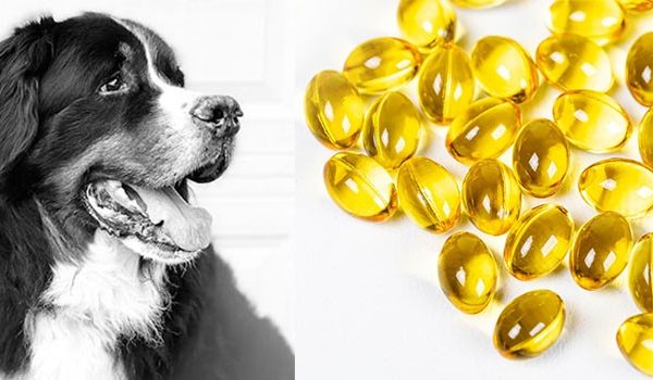 Omega-3 Fatty Acids for Canine Joint Health: The Power of Fish Oil