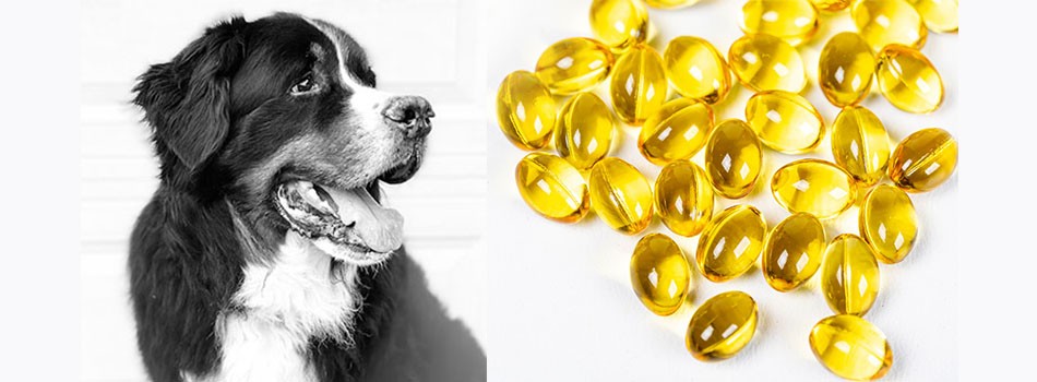Omega-3 Fatty Acids for Canine Joint Health: The Power of Fish Oil