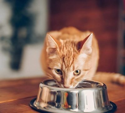 Top 10 Best Cat Foods for Indoor Cats: A Complete Guide to Nutrition and Wellness
