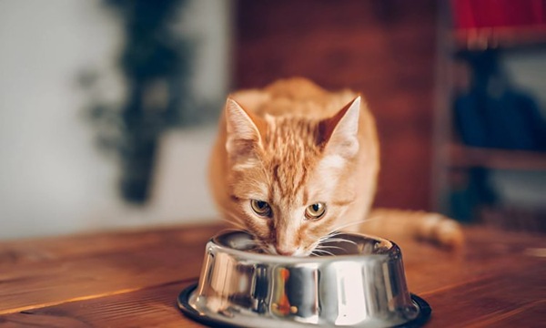 Top 10 Best Cat Foods for Indoor Cats: A Complete Guide to Nutrition and Wellness