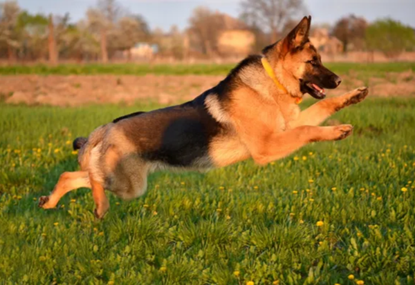 Why German Shepherd Trained Puppies Excel At Protection