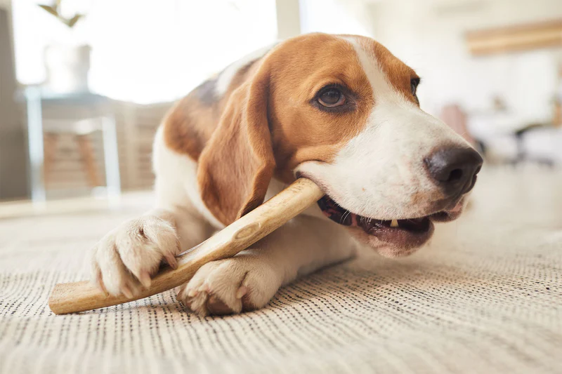 How Chewing Can Help Reduce Boredom and Stress in Dogs? 