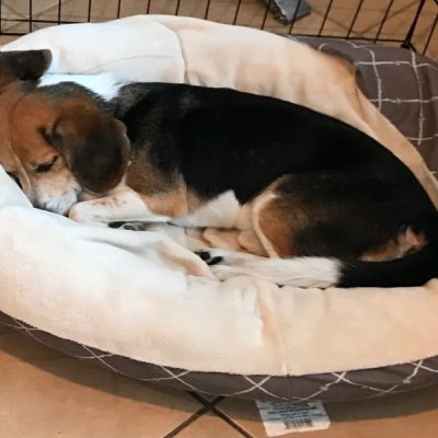 Understanding The Sleeping Schedule for Dogs by Age