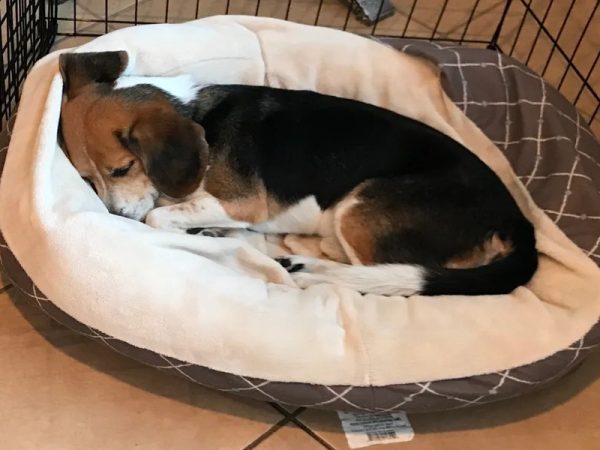 Understanding The Sleeping Schedule for Dogs by Age