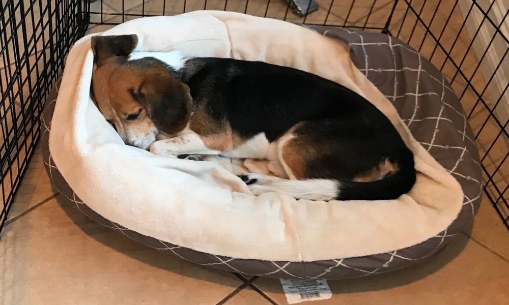 Understanding The Sleeping Schedule for Dogs by Age