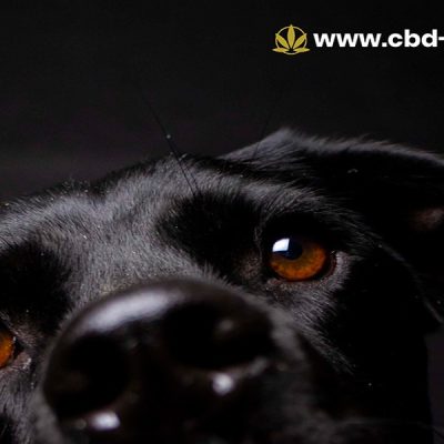 CBD Oil for Dog Behaviour UK – What Owners Should Know