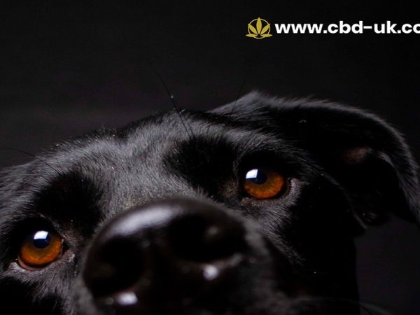 CBD Oil for Dog Behaviour UK – What Owners Should Know