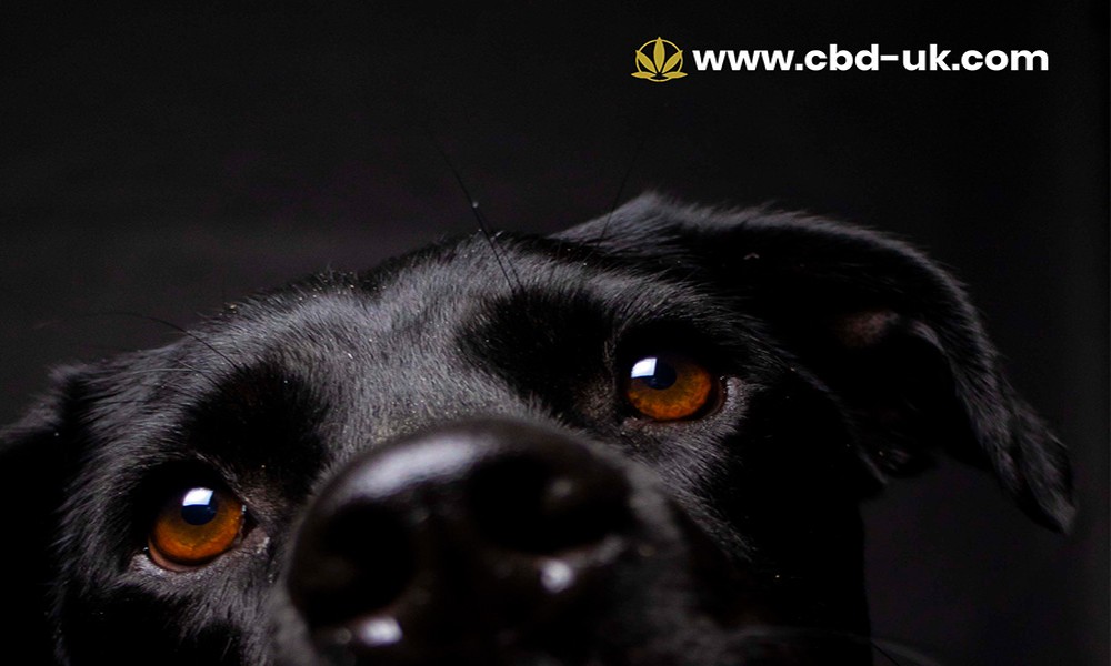 CBD Oil for Dog Behaviour UK – What Owners Should Know