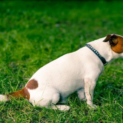 Helpful strategies for reducing urinary discomfort and bladder irritation among dogs