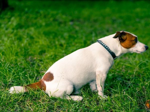 Helpful strategies for reducing urinary discomfort and bladder irritation among dogs