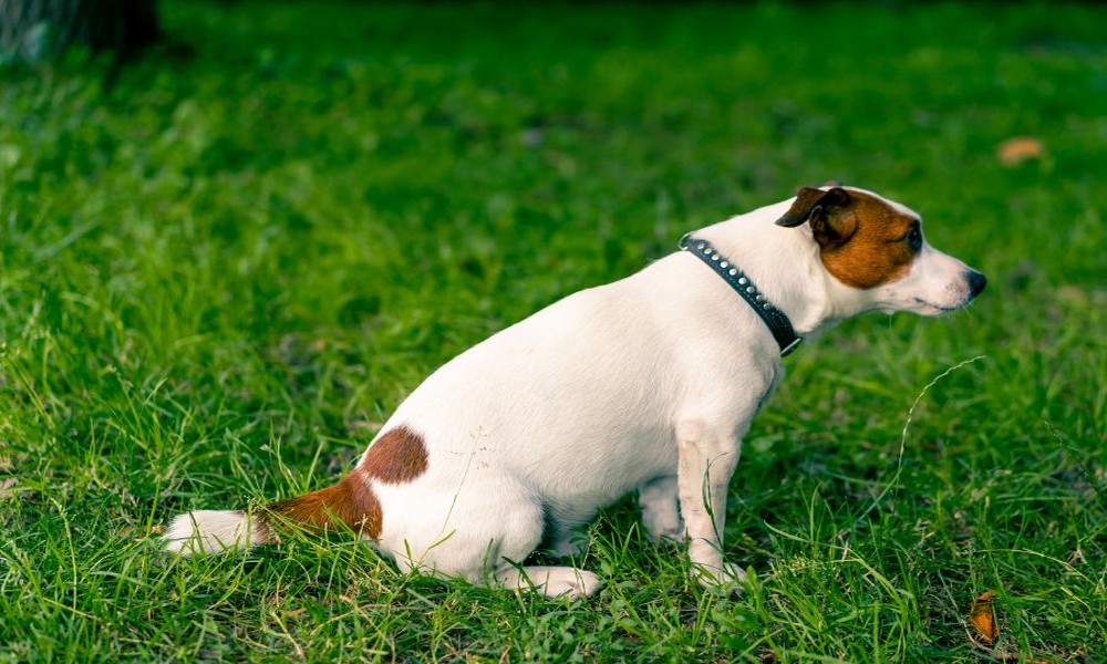 Helpful strategies for reducing urinary discomfort and bladder irritation among dogs